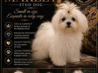 Maltese dogs DONNAJAYS Maltese STUD European laboratory tested - Advert 1