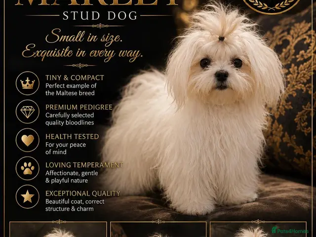 Maltese dogs for stud: DONNAJAYS Maltese STUD European laboratory tested - Advert 1