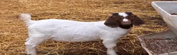 Goats livestock for sale: Castrated male Pygmy goat & intact Boer billy goat - Advert 8