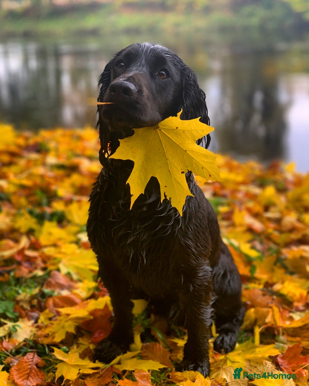 Cocker Spaniel dogs for stud: Working Cocker Spaniel Stud in Wilmslow - Advert 4