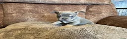 French Bulldog dogs for sale: Gorgeous little frenchie fur babies - Advert 5