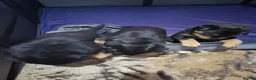 Rottweiler dogs for sale: gorgeous rottweiler puppy - Advert 3