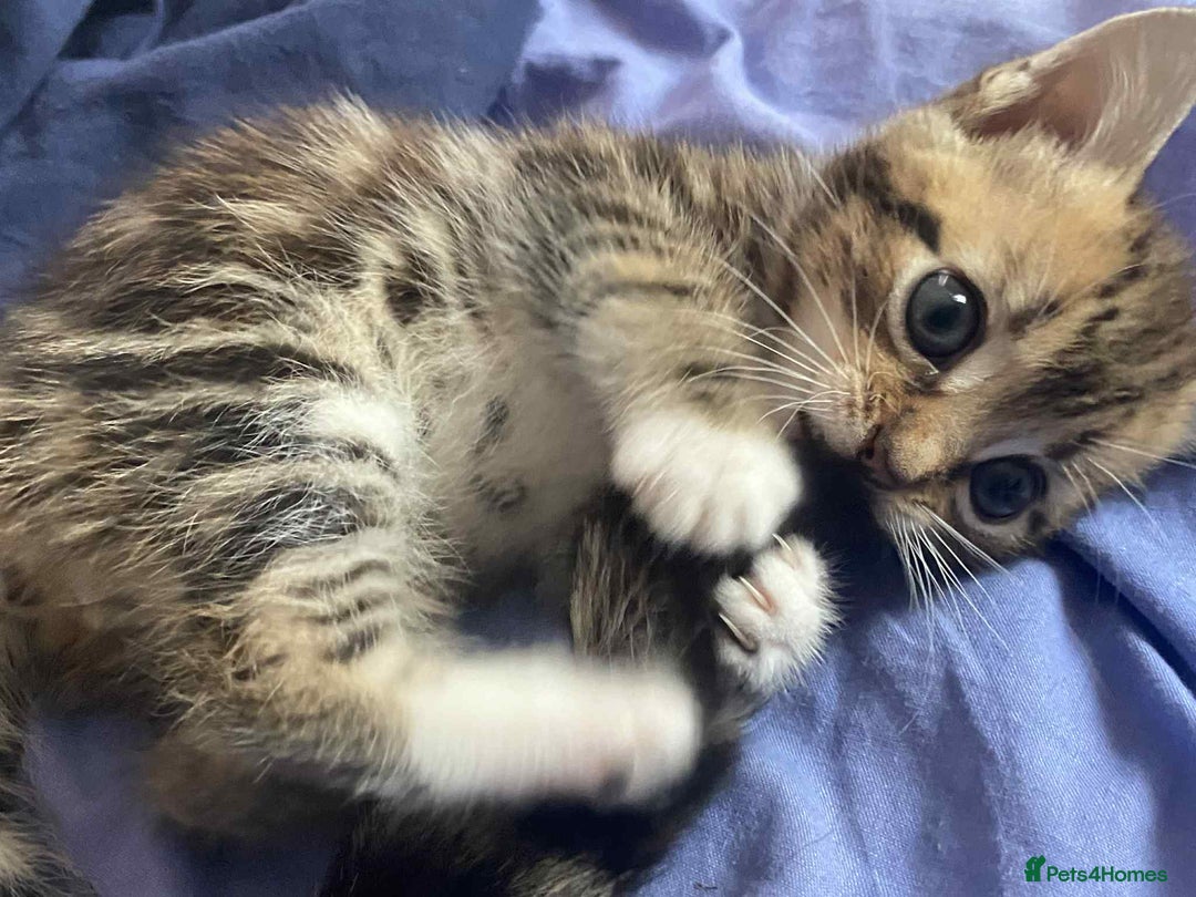 Mixed Breed cats for sale: Adorable kittens  - Image 2