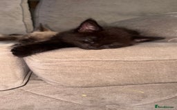 Ragdoll cats for sale: 1 Ragdoll cross female left ready now  - Image 2