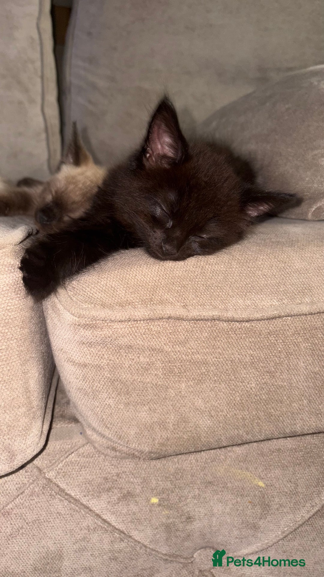 Ragdoll cats for sale: 1 Ragdoll cross female left ready now  - Image 2