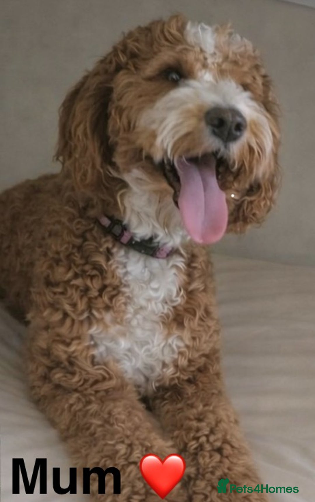 Australian Labradoodle dogs for sale: Australian Labradoodle Pups - Advert 13