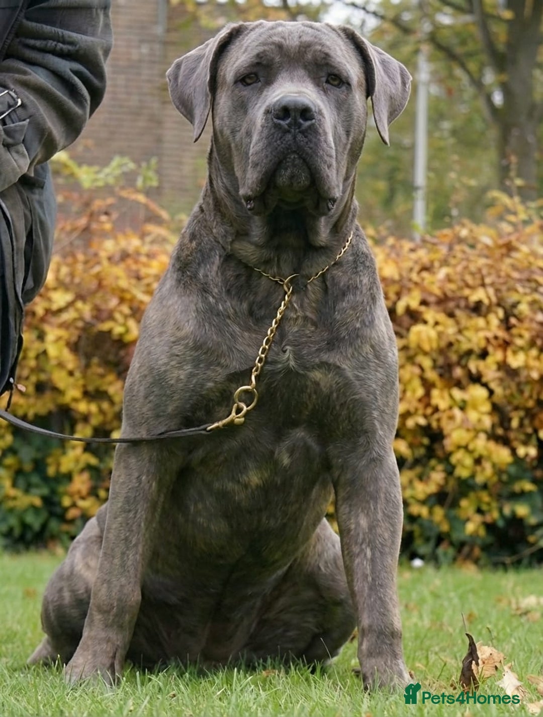 Cane Corso dogs for sale: Blue Cane Corso Male - FCI Registered, - Advert 2