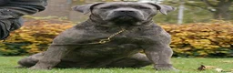 Cane Corso dogs for sale: Blue Cane Corso Male - FCI Registered, - Advert 2