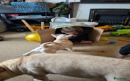 Mixed Breed dogs for sale: 3x Female French Bulldog X Chow Chow puppies.   - Advert 23