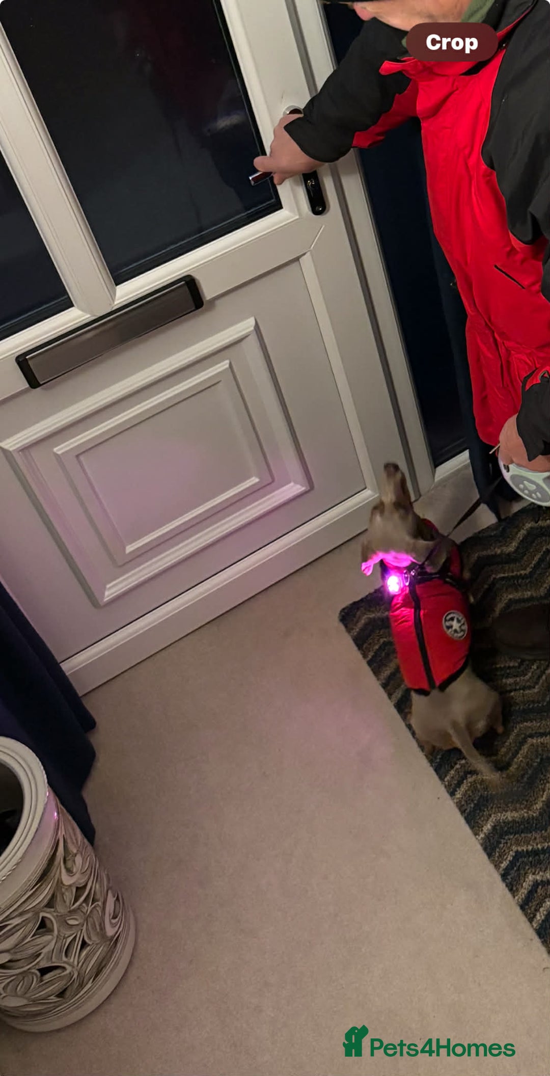 Miniature Dachshund dogs for sale: Miniature Dachsund Smooth Hair - Advert 14