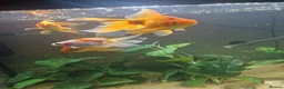 Fancy Goldfish fish for sale: 200 litre tank with fish and accessories  - Advert 3