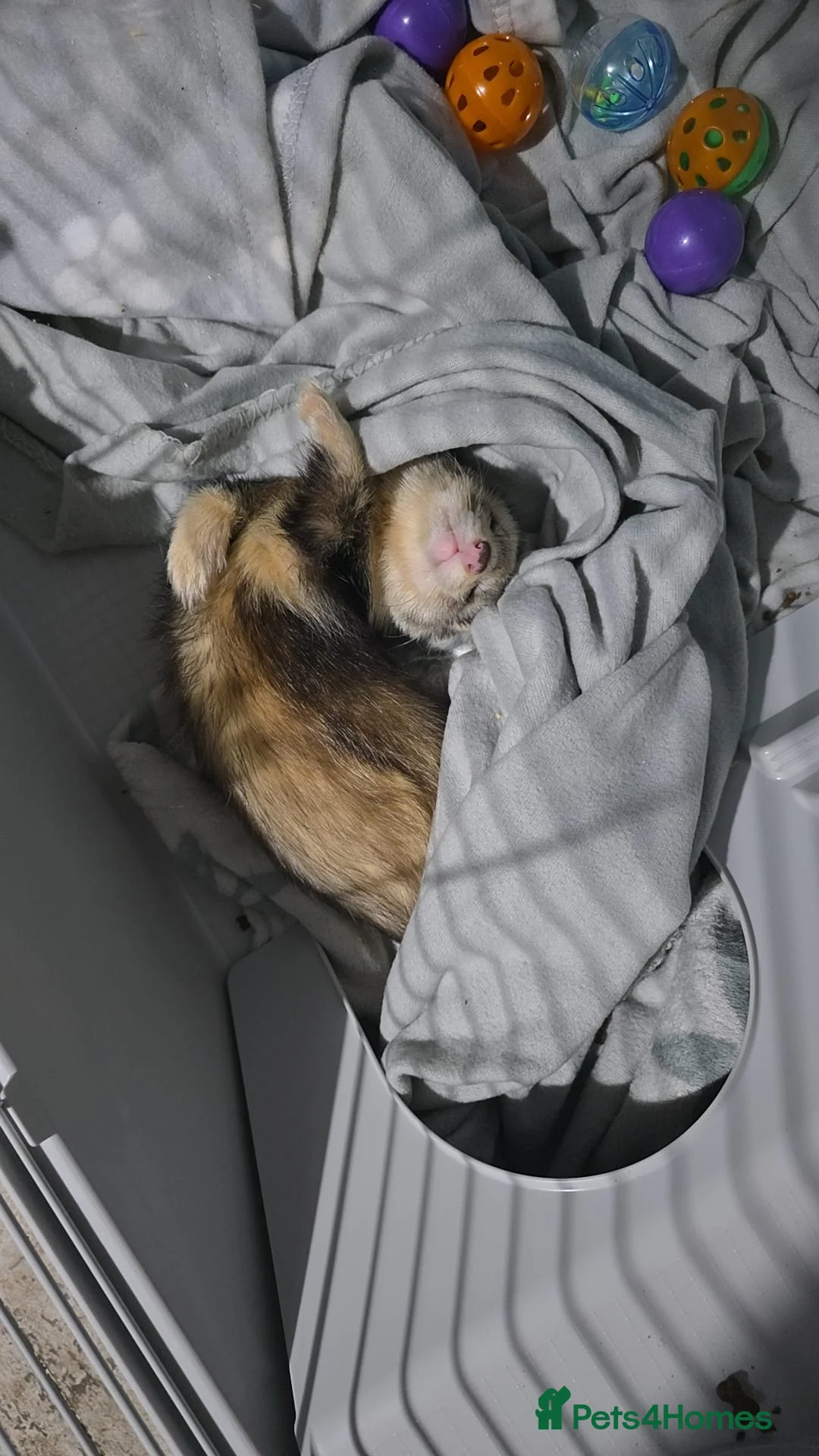 Ferret rodents for sale: Male ferret - Advert 4