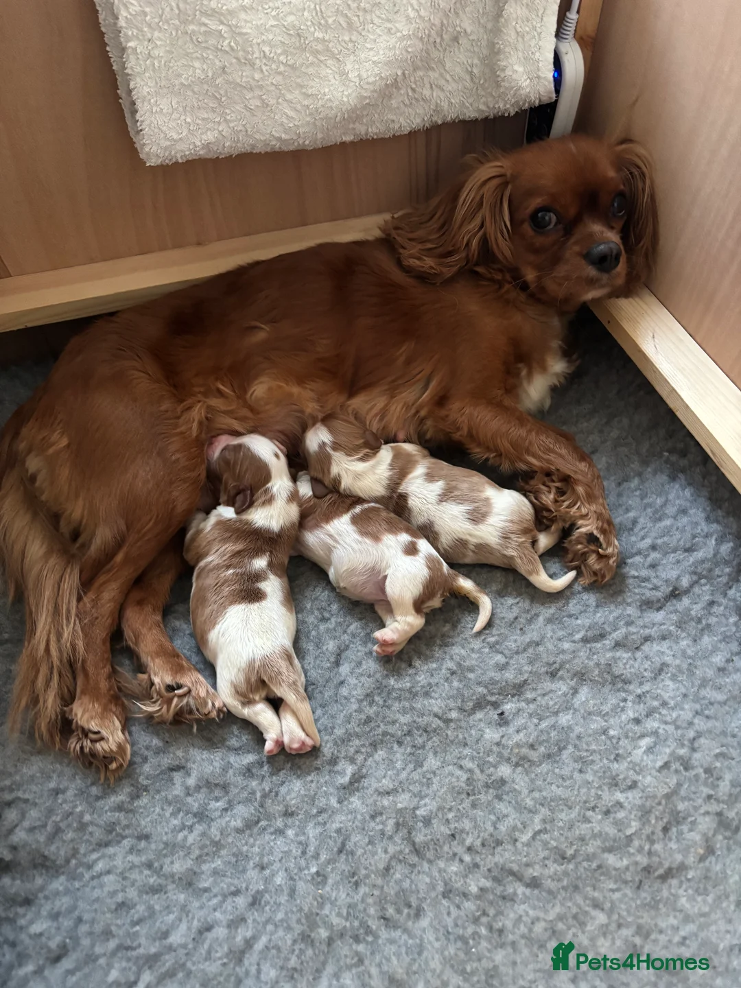 Cavalier King Charles Spaniel dogs for sale: 2 male cavalier King Charles for sale  - Advert 5