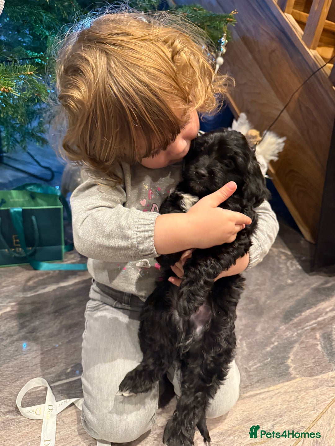 Cockapoo dogs for sale: Beautiful Cockapoo miniature (toy) black, tuxedo - Advert 19