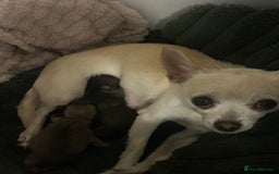 Chihuahua dogs for sale: Chihuahua Pup for Sale - Image 10