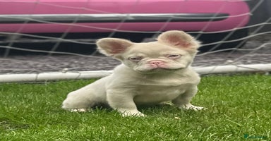 French Bulldog dogs - Advert 4
