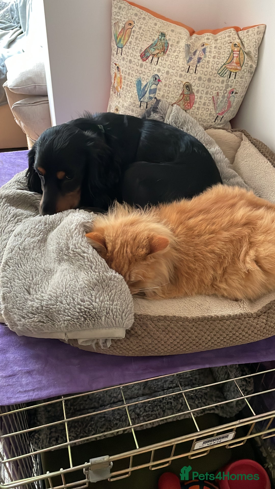 Cocker Spaniel dogs for sale: Beautiful 2 old male cocker spaniel  - Advert 7