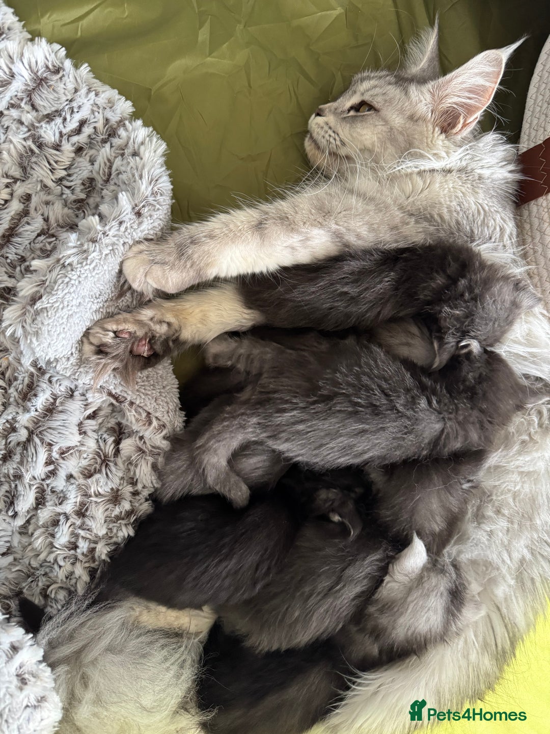 Maine Coon cats for sale: BEAUTIFUL PURE BREED MAINE COON KITTENS  - Image 3