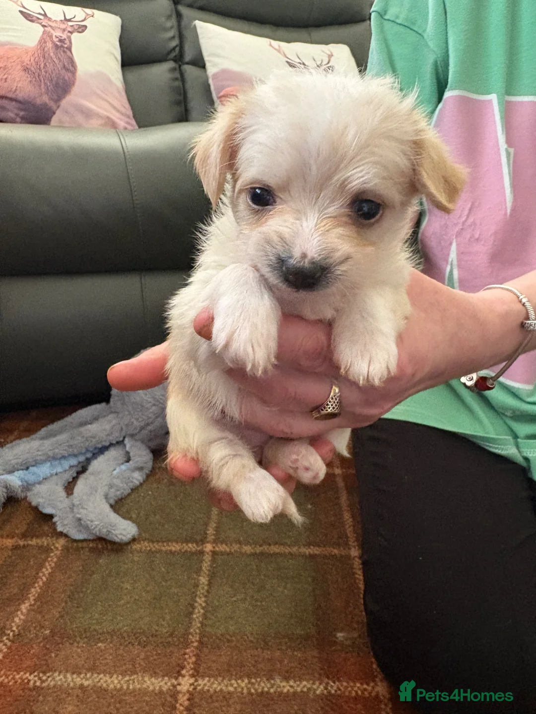 Mixed Breed dogs for sale: Chihuahua cross Bichom friche - Advert 9