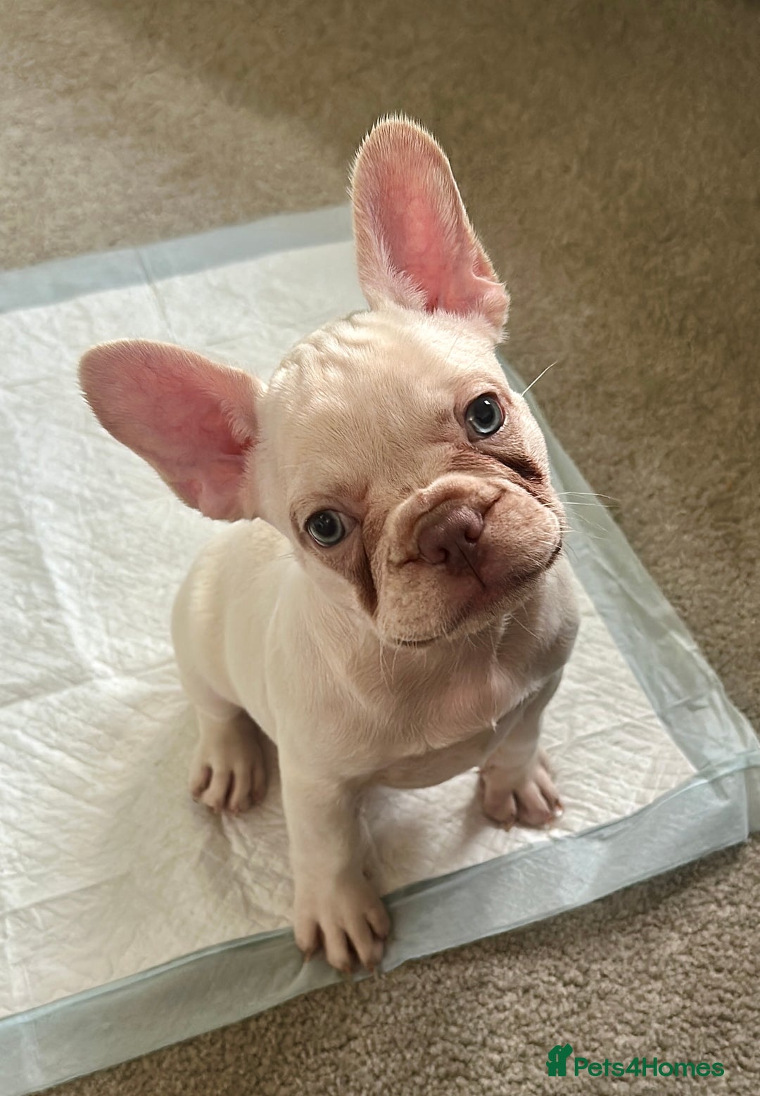 French Bulldog dogs for sale: READY NOW!! KC registered French bulldogs - Image 27