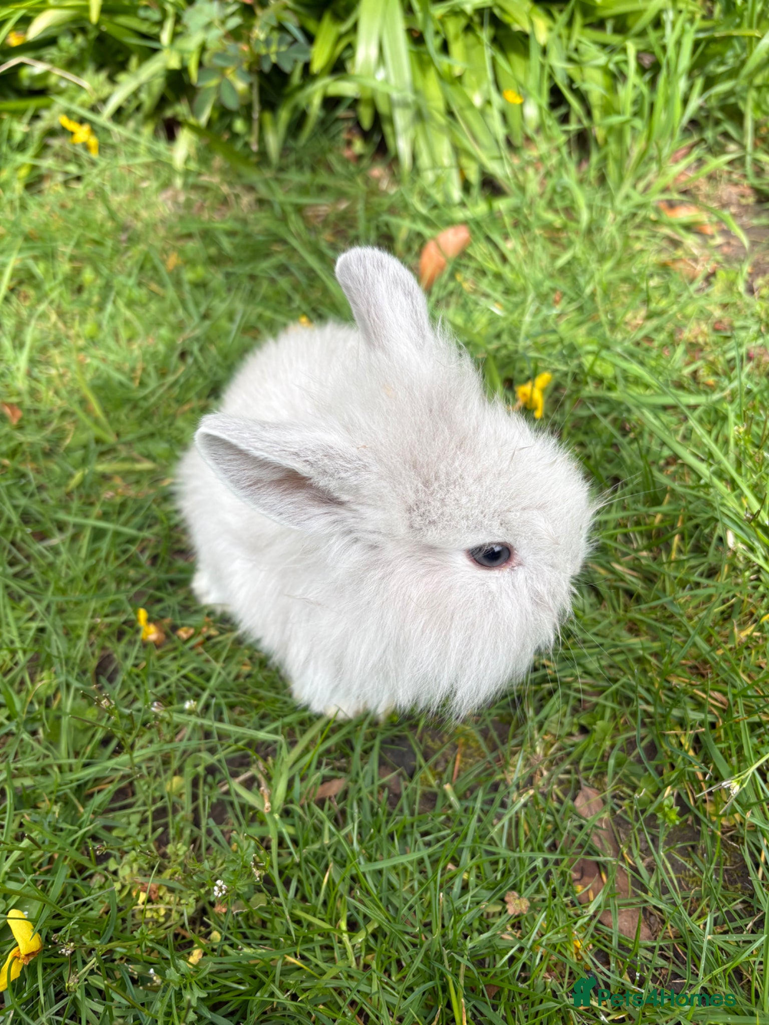 Mixed Breed rabbits Gorgeous fluffballs Lop Lionhead/dwarf lop - Advert 2