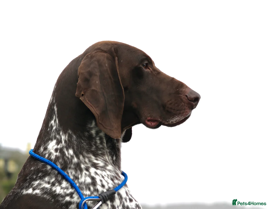 German Shorthaired Pointer dogs for stud: Excellent example Gsp kc and health tested. STUD in Lancaster - Advert 12