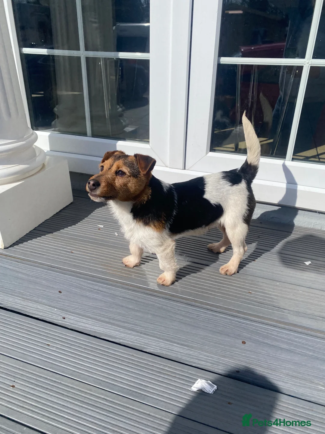 Jack Russell dogs for stud: Proven Miniature Tri Colour Jack Russell for stud - Advert 2