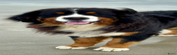 Bernese Mountain Dog dogs for stud: Gorgeous Bernese stud Maui - Advert 1