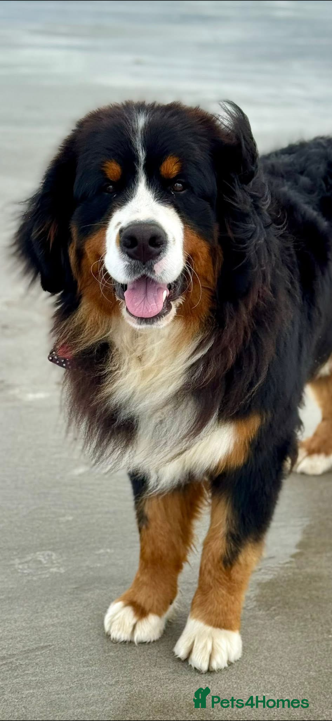 Bernese Mountain Dog dogs for stud: Gorgeous Bernese stud Maui - Advert 1