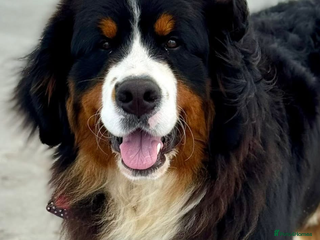 Bernese Mountain Dog dogs Gorgeous Bernese stud Maui - Advert 3