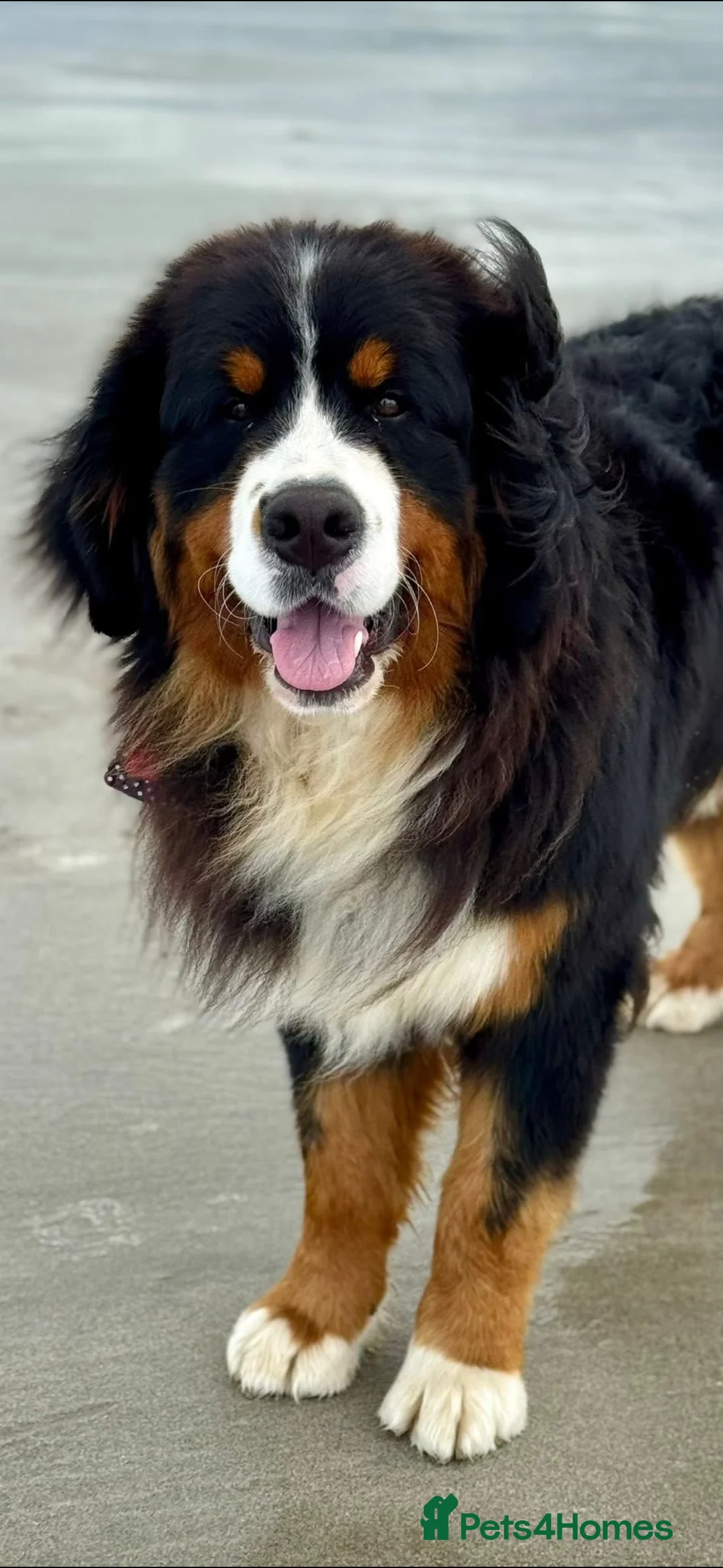 Bernese Mountain Dog dogs for stud: Gorgeous Bernese stud Maui - Advert 1