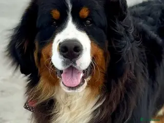 Bernese Mountain Dog dogs Gorgeous Bernese stud Maui - Advert 1