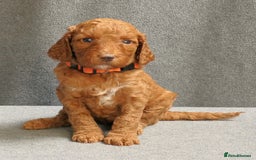 Mixed Breed dogs for sale: FULLY HEALTH TESTED FOX RED MINIATURE COCKAPOOS  - Image 32