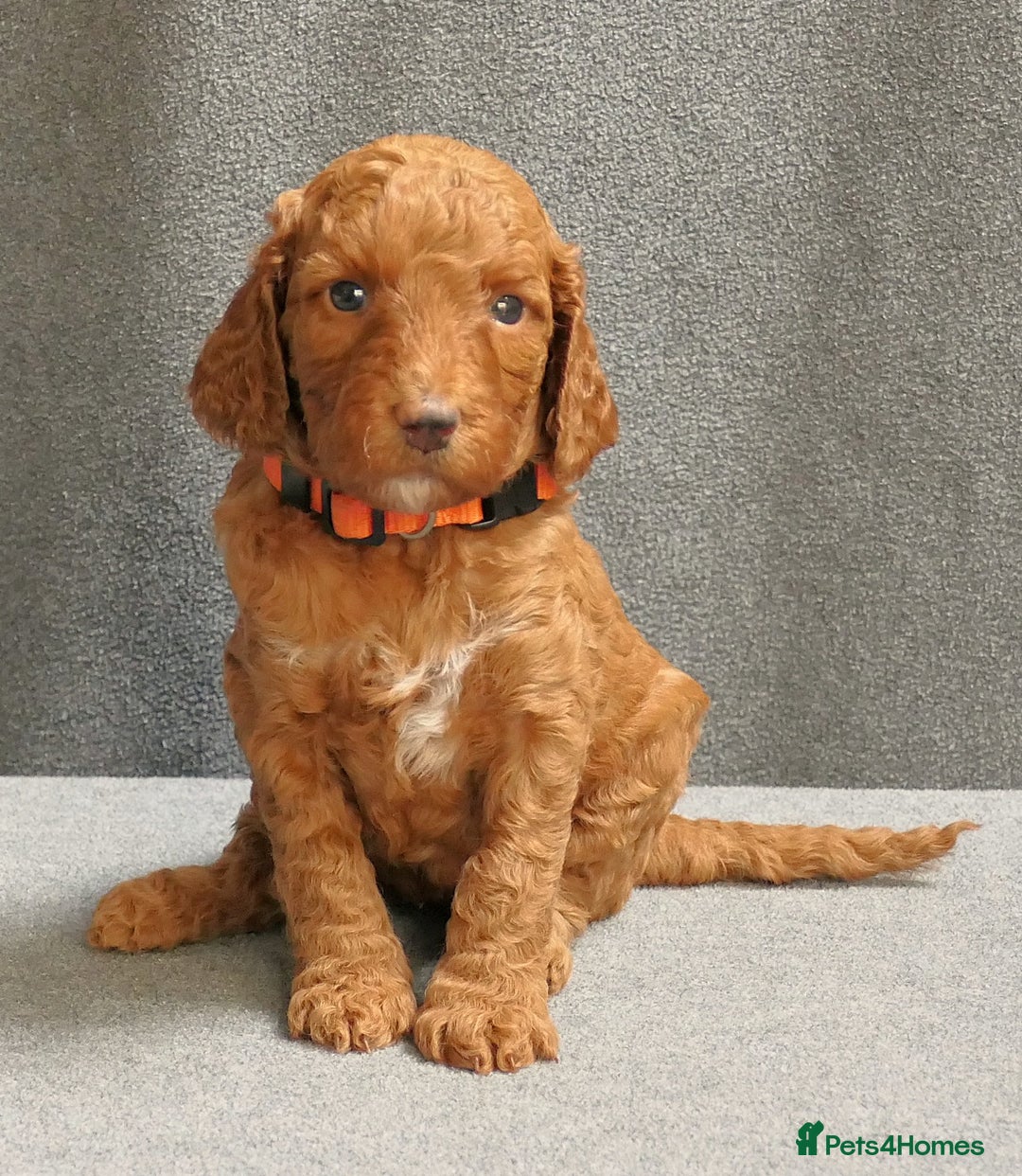 Mixed Breed dogs for sale: FULLY HEALTH TESTED FOX RED MINIATURE COCKAPOOS  - Image 32
