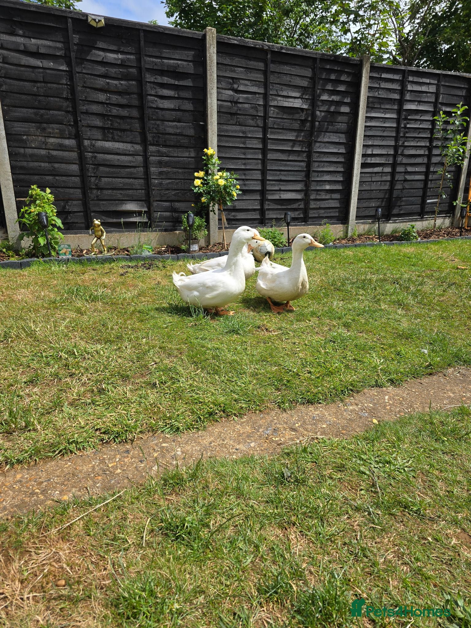 Ducks poultry 2 male for sale Hertfordshire  - Advert 2