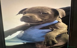 Staffordshire Bull Terrier dogs for sale:  Beautiful blue staffy litter amazing bloodlines - Image 3