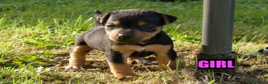 Jack Russell 5