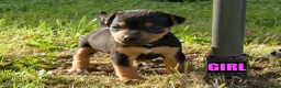 Jack Russell dogs for sale: Jack Russell Puppies for sale - Advert 6
