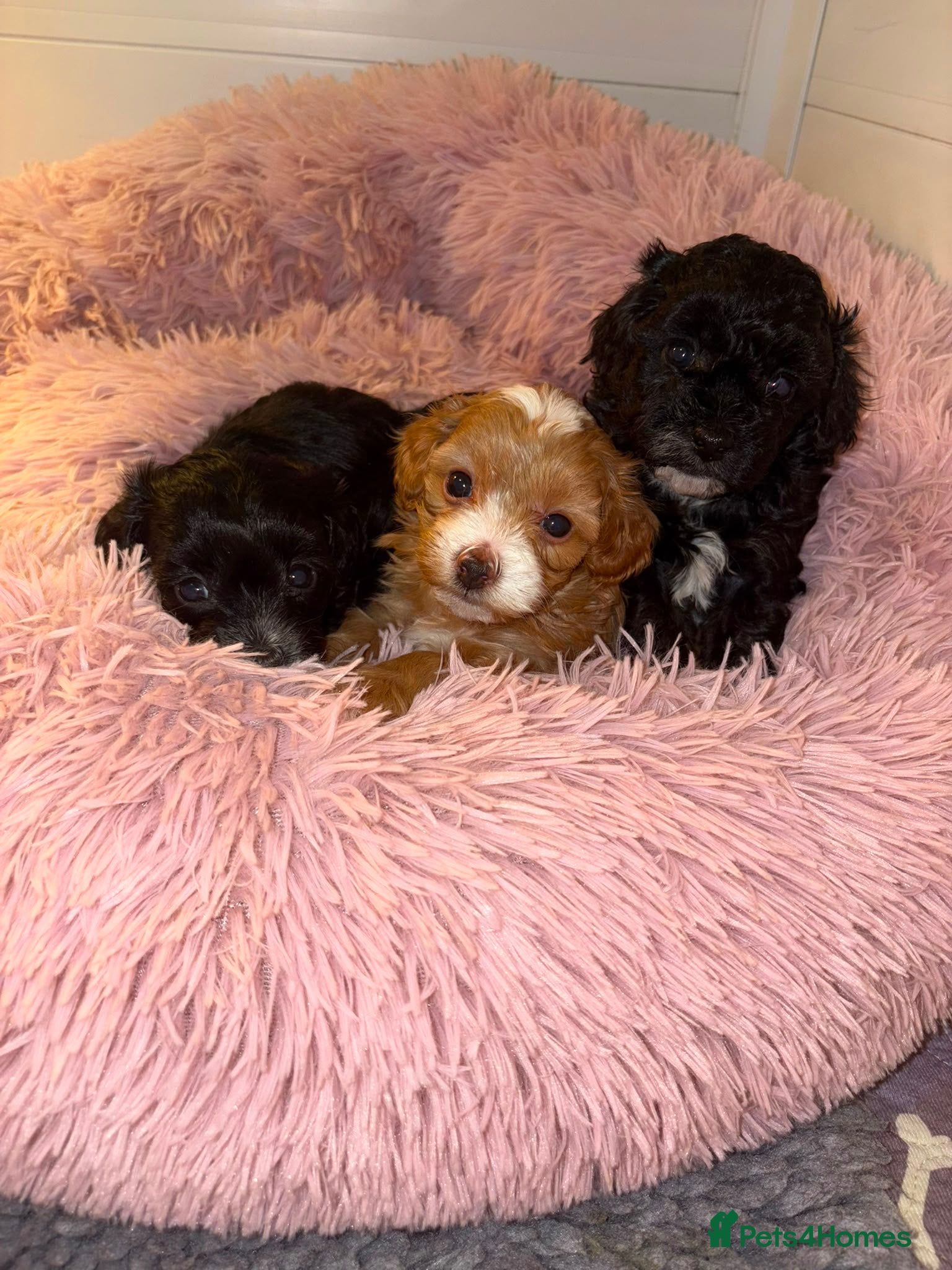Maltipoo dogs Maltipoo puppies  - Advert 5
