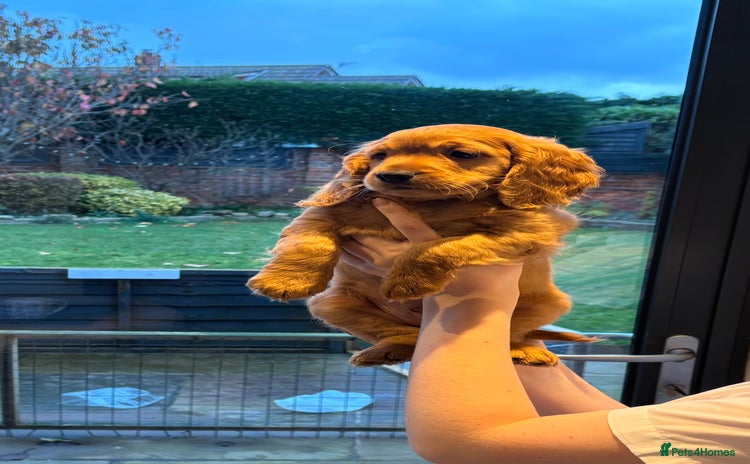 Cockapoo dogs Last Cockapoo boy  - Advert 1