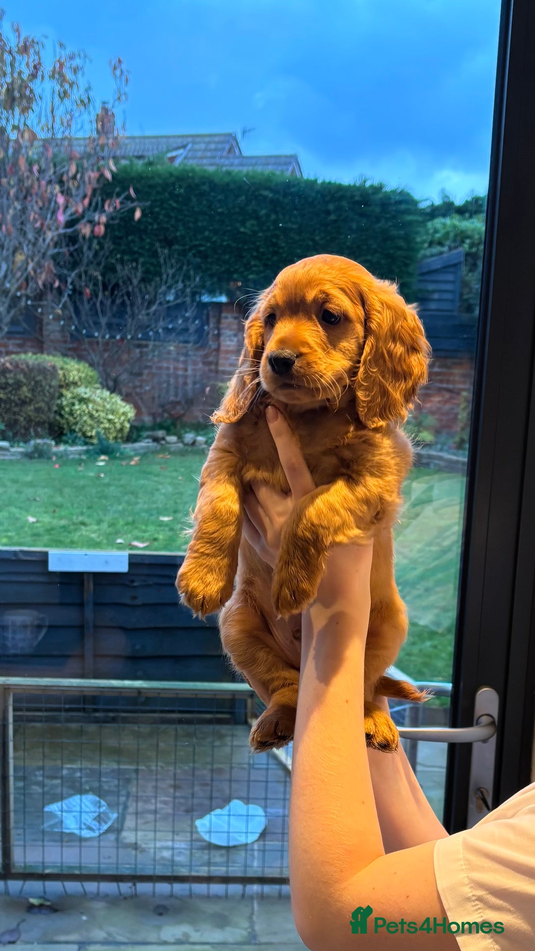 Cockapoo dogs for sale: Last Cockapoo boy  - Advert 1