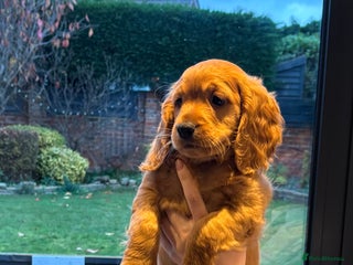 Cockapoo dogs for sale: Last Cockapoo boy/ ready to leave now - Advert 1