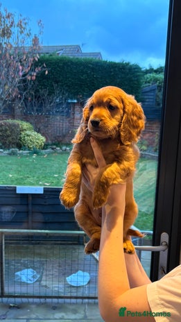 Cockapoo dogs Last Cockapoo boy - Advert 1