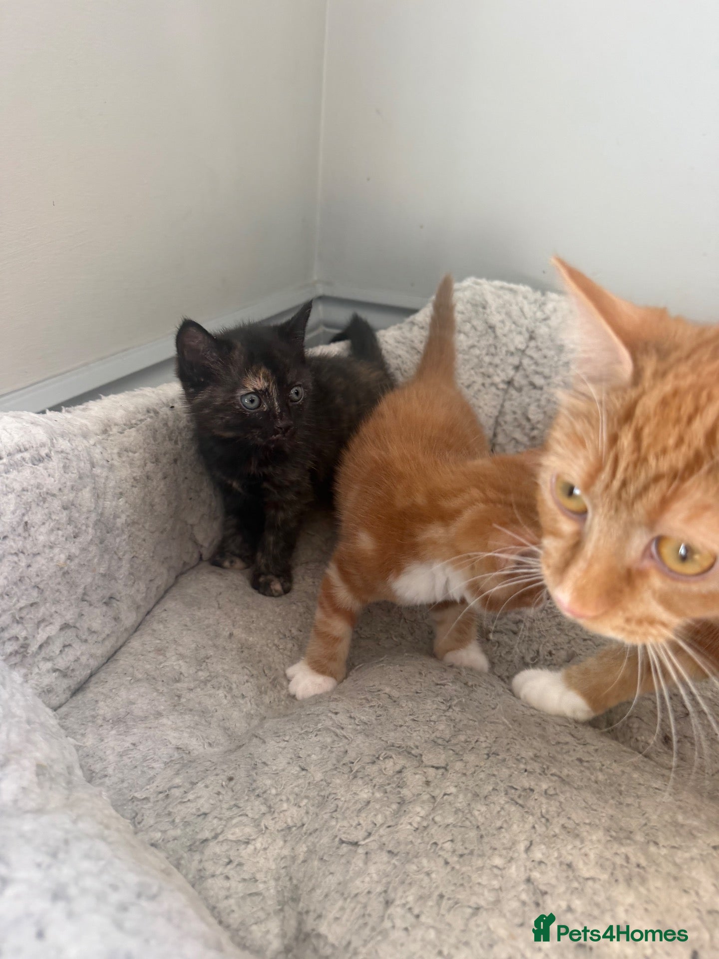 Mixed Breed cats Stunning female kittens ready soon  - Advert 1