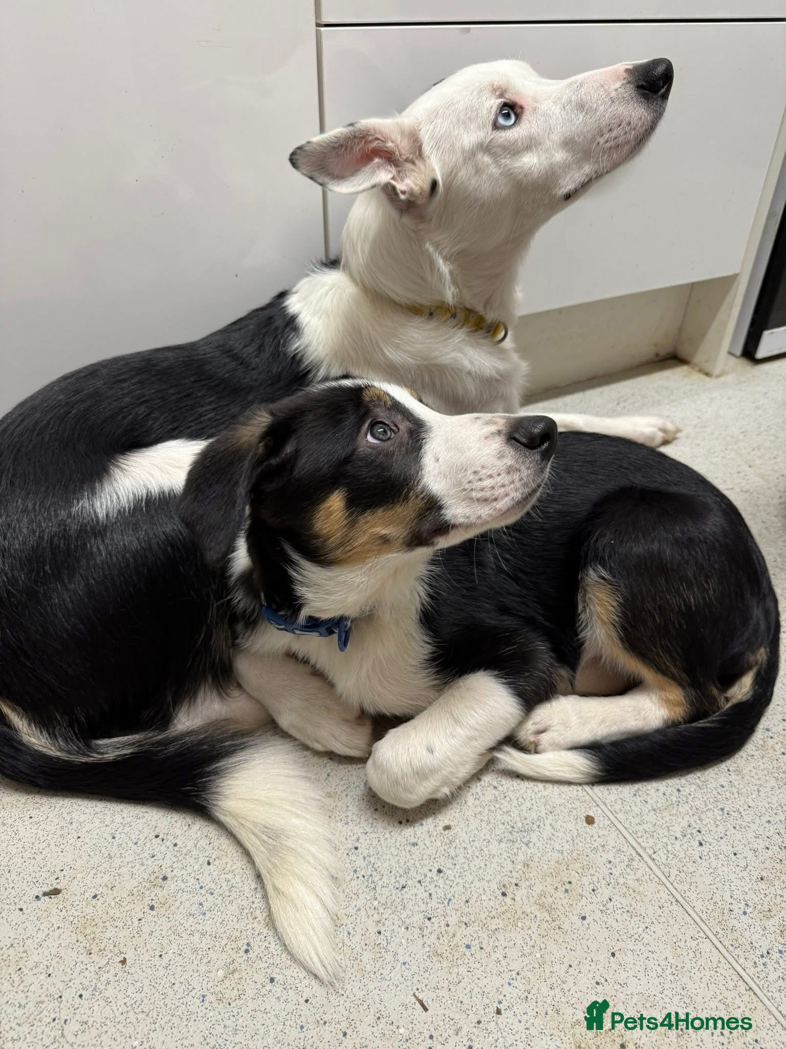 Border Collie dogs Beautiful boy called Marley  - Advert 1