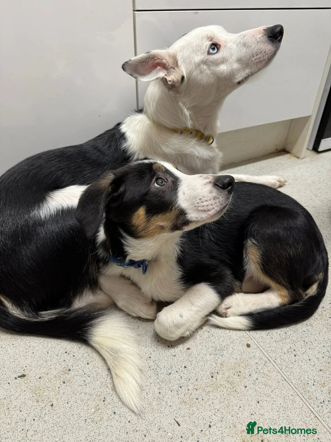 Border Collie dogs for sale: Beautiful boy called Marley  - Advert 1