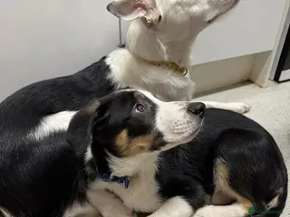 Border Collie dogs Beautiful boy called Marley - Advert 3