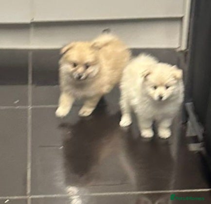 Pomeranian dogs Pomeranian pups  - Advert 8