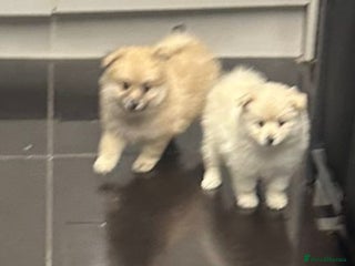 Pomeranian dogs - Advert 1