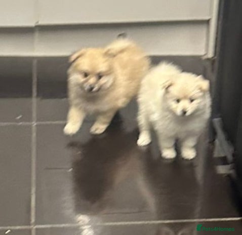 Pomeranian dogs - Advert 6